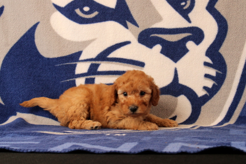 puppy, for, sale, Mini Goldendoodle F1B, Matthew B. Stoltzfus, dog, breeder, Gap, PA, dog-breeder, puppy-for-sale, forsale, nearby, find, puppyfind, locator, puppylocator, aca